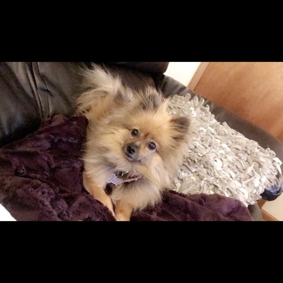 Meet your Posher, Paige - Picture 1 of 1